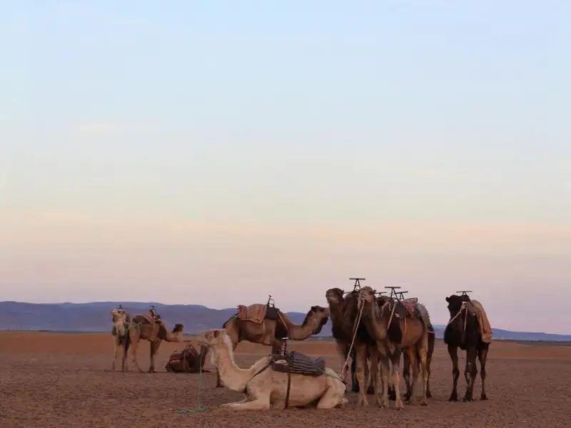 Imperial-Cities-and-Southern-Morocco-Tour-zagora
